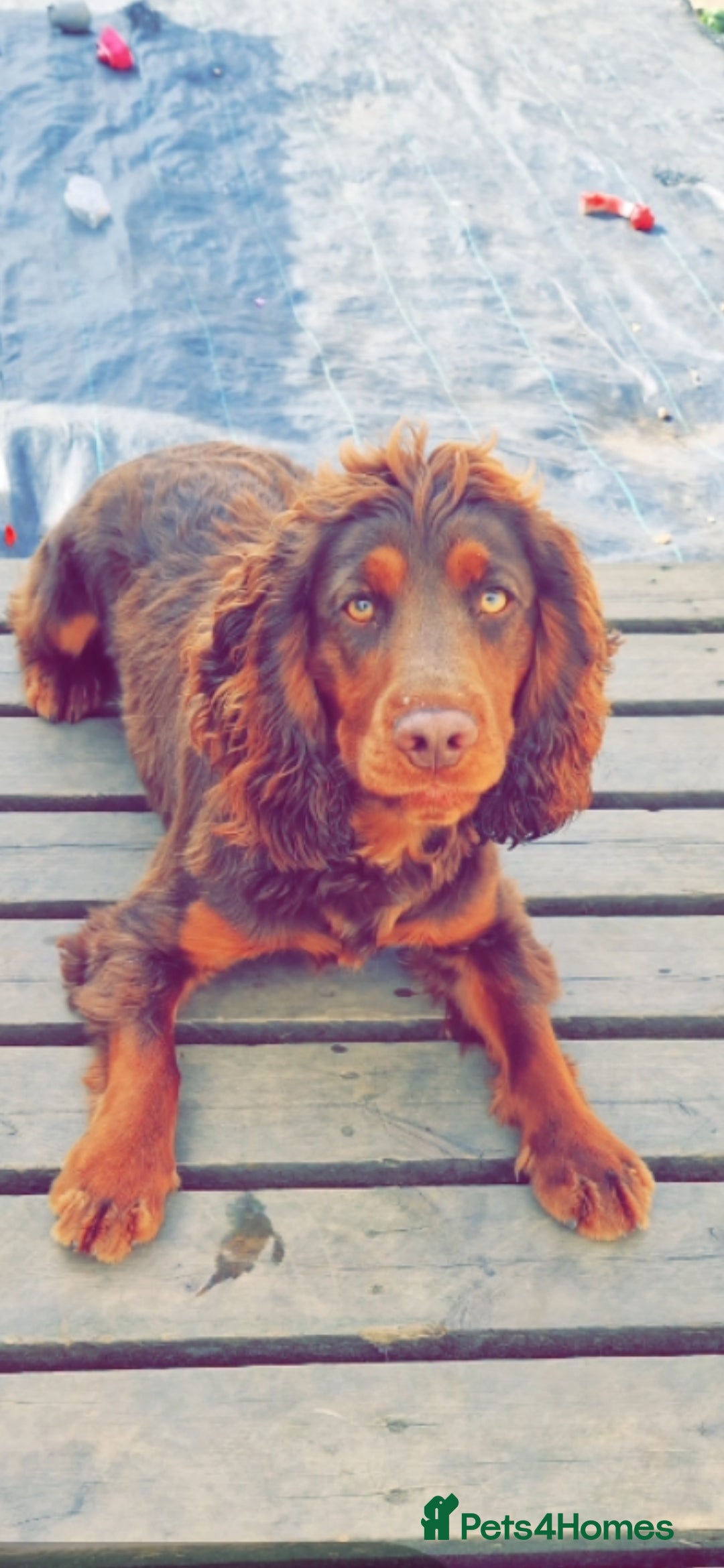 Cocker Spaniel dogs for sale: Kc chocolate and tan cocker spaniel  - Image 2