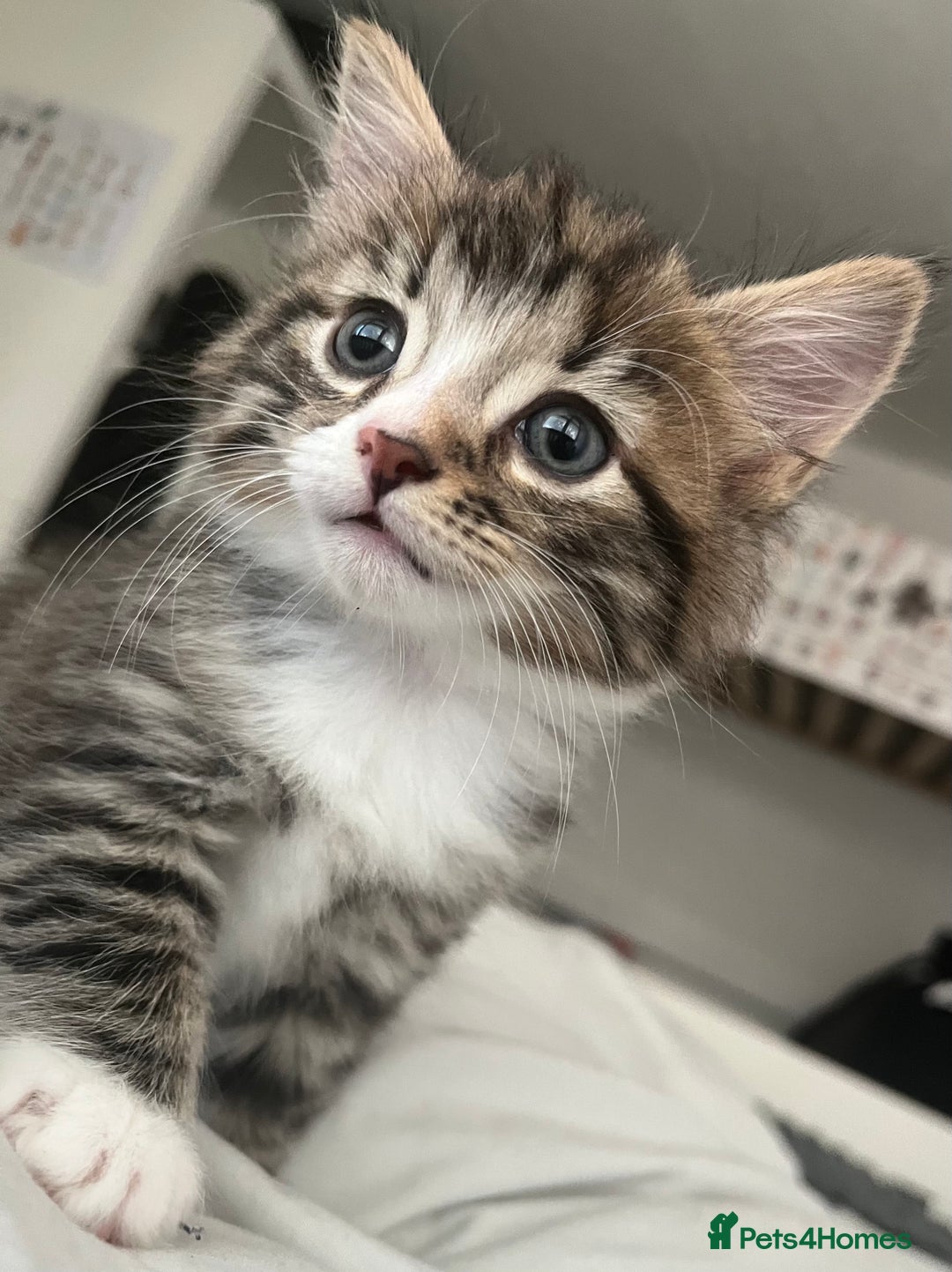 Mixed Breed cats for sale: 3 Healthy, Playful Kittens  - Image 14