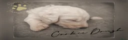 Old English Sheepdog dogs for sale: Fully health tested RKC Old English Sheepdog  - Advert 29