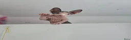 Sphynx cats for sale: Amazing blue eye boy TICA and GCCF, DBE program - Advert 14