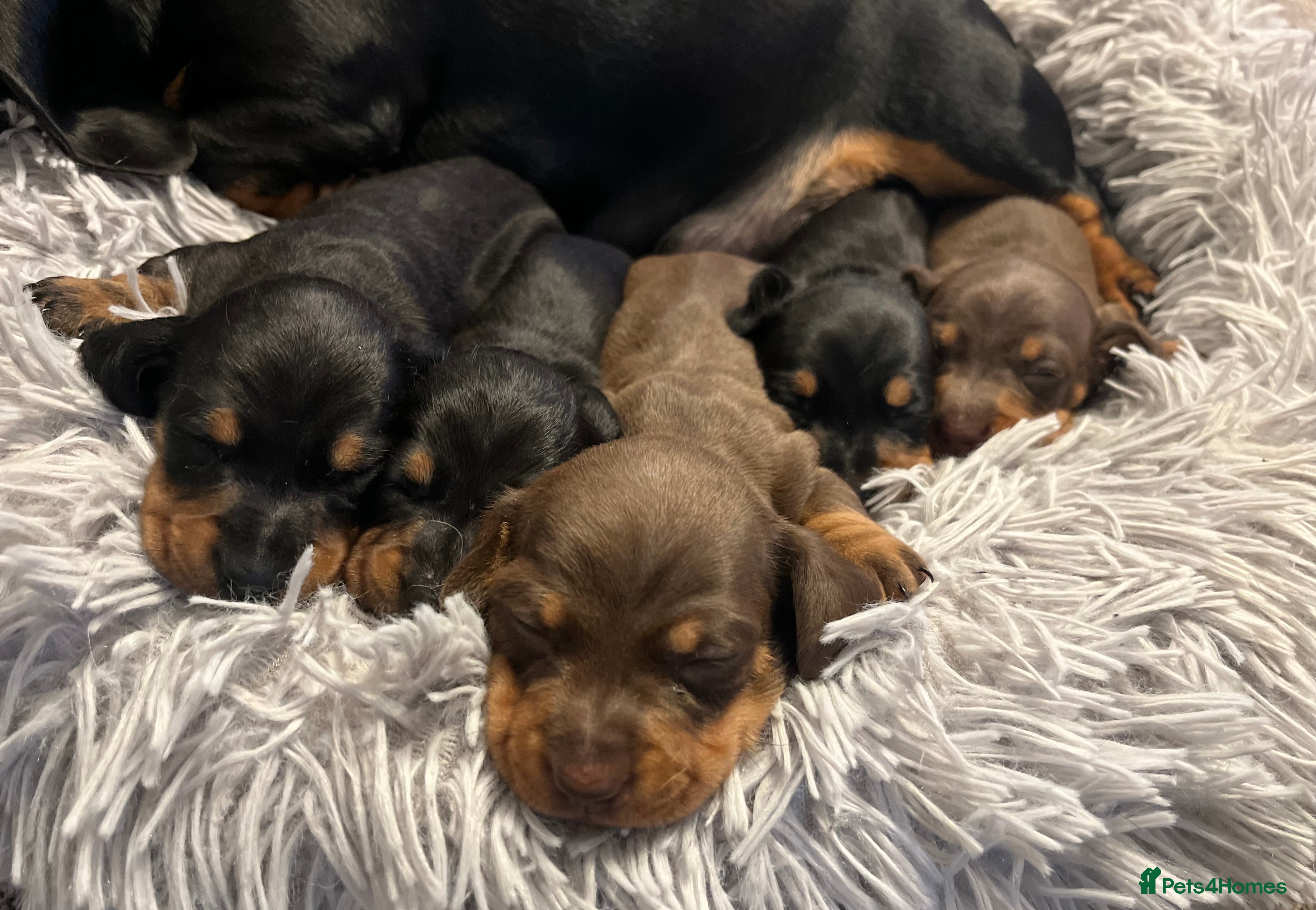Miniature Dachshund dogs KC reg PRA clear Mini smooth Dachshund pups - Advert 2