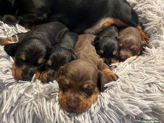 Miniature Dachshund dogs KC reg PRA clear Mini smooth Dachshund pups - Advert 6