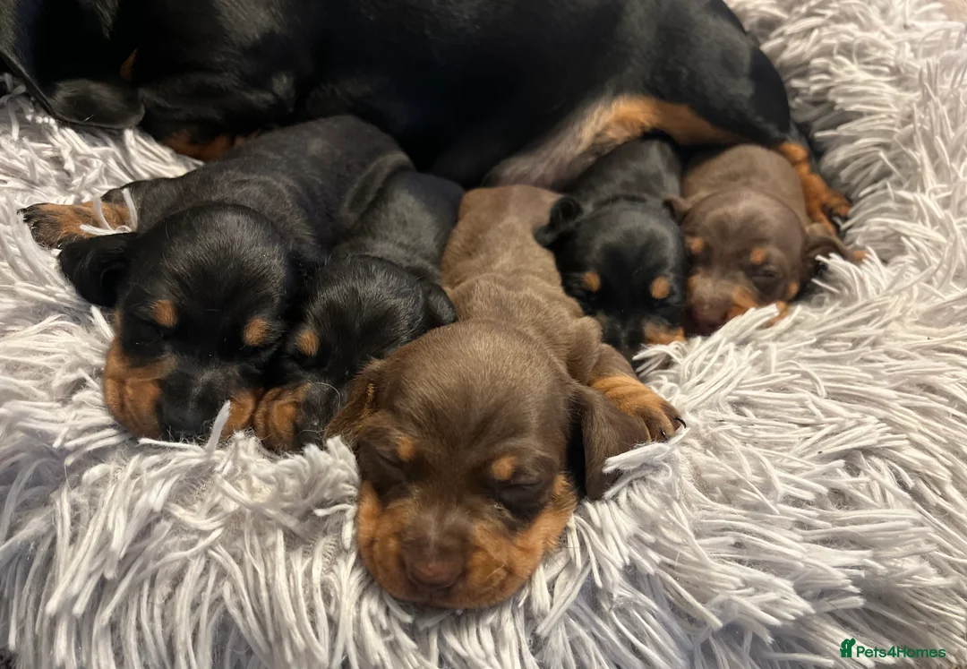 Miniature Dachshund dogs for sale: READY TO GO, 1 girl left! KC, PRA clear  - Advert 10