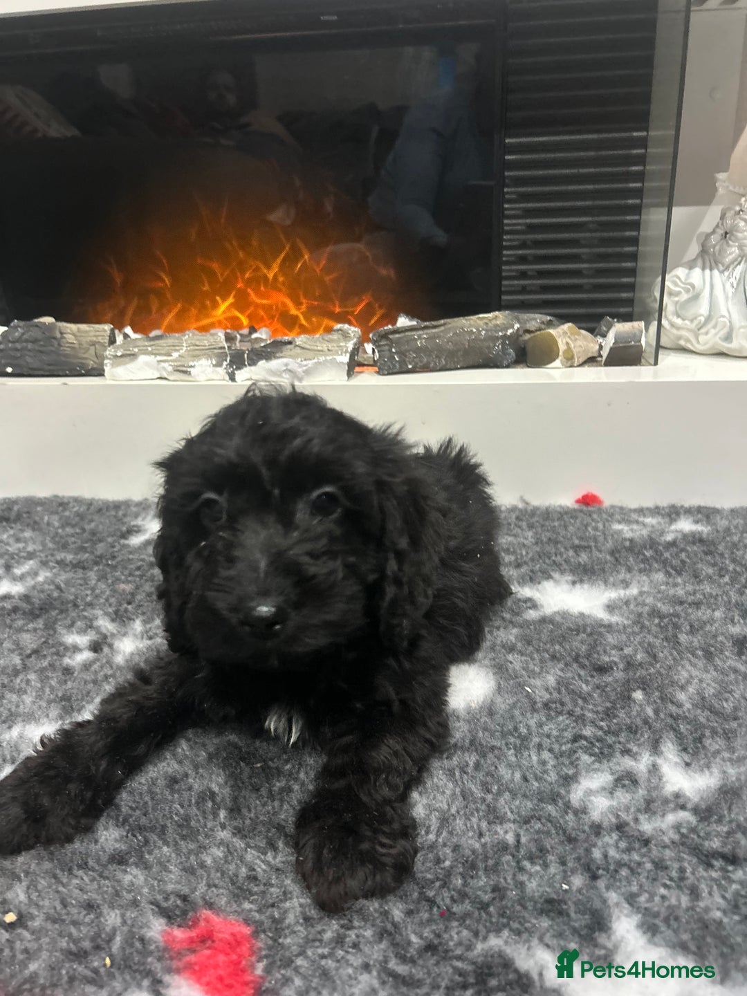 Cockapoo dogs for sale: F1B Cockapoos Pups - Advert 13