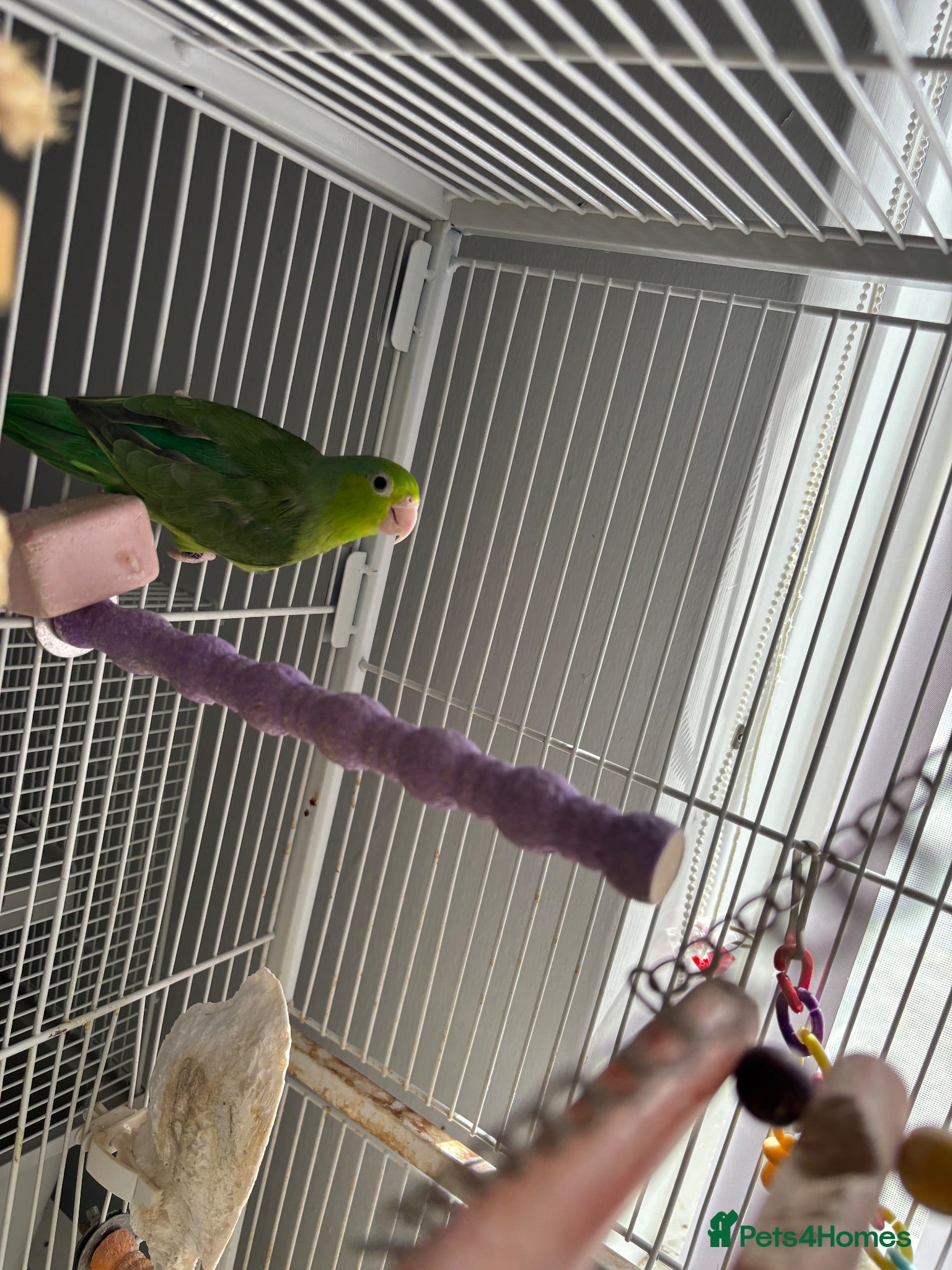 Parrots birds Female parrotlet  - Advert 3