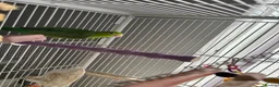 Parrots birds for sale: Female parrotlet  in Barry - Advert 1