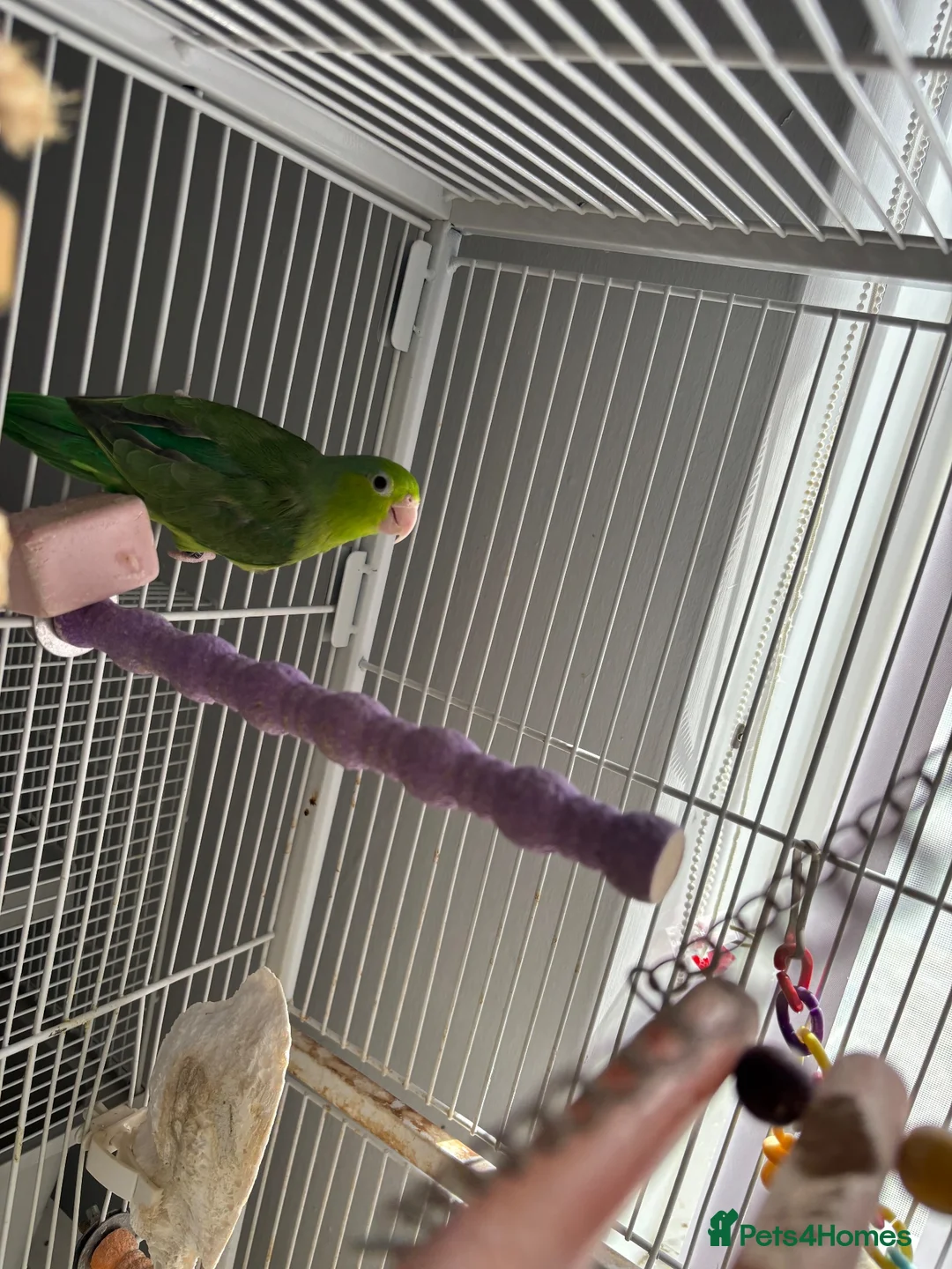 Parrots birds for sale: Female parrotlet  in Barry - Advert 1