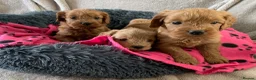 Cockapoo dogs for sale: Stunning red toy cockapoo puppies  - Advert 16