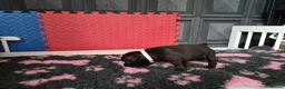 Staffordshire Bull Terrier dogs for sale: Staffordshire bull terrier pups in Leeds - Advert 18