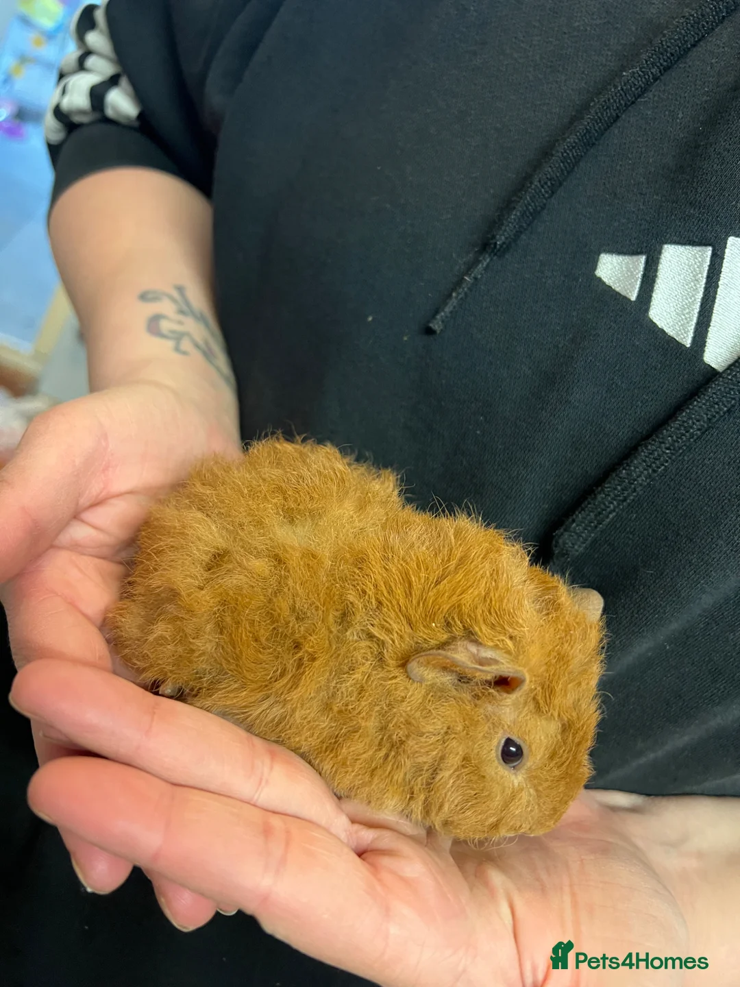 Guinea Pig rodents for sale: Teddy guinea pigs  - Advert 3
