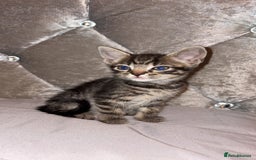 British Shorthair cats for sale: female mixed tabby breed from 🐢shell calico  - Image 2