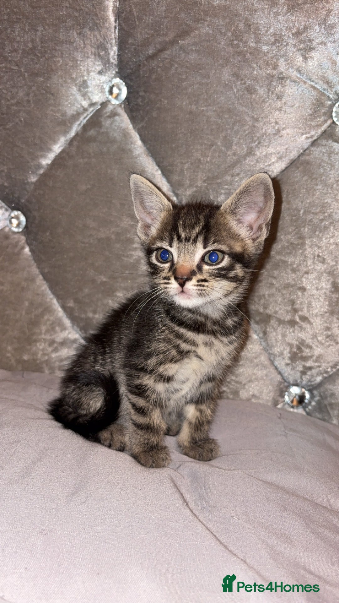 British Shorthair cats for sale: female mixed tabby breed from 🐢shell calico  - Image 2
