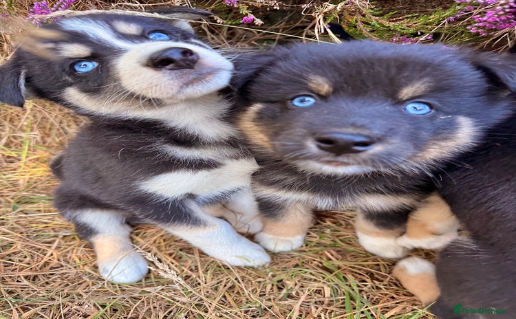 Pomsky dogs - Advert 1