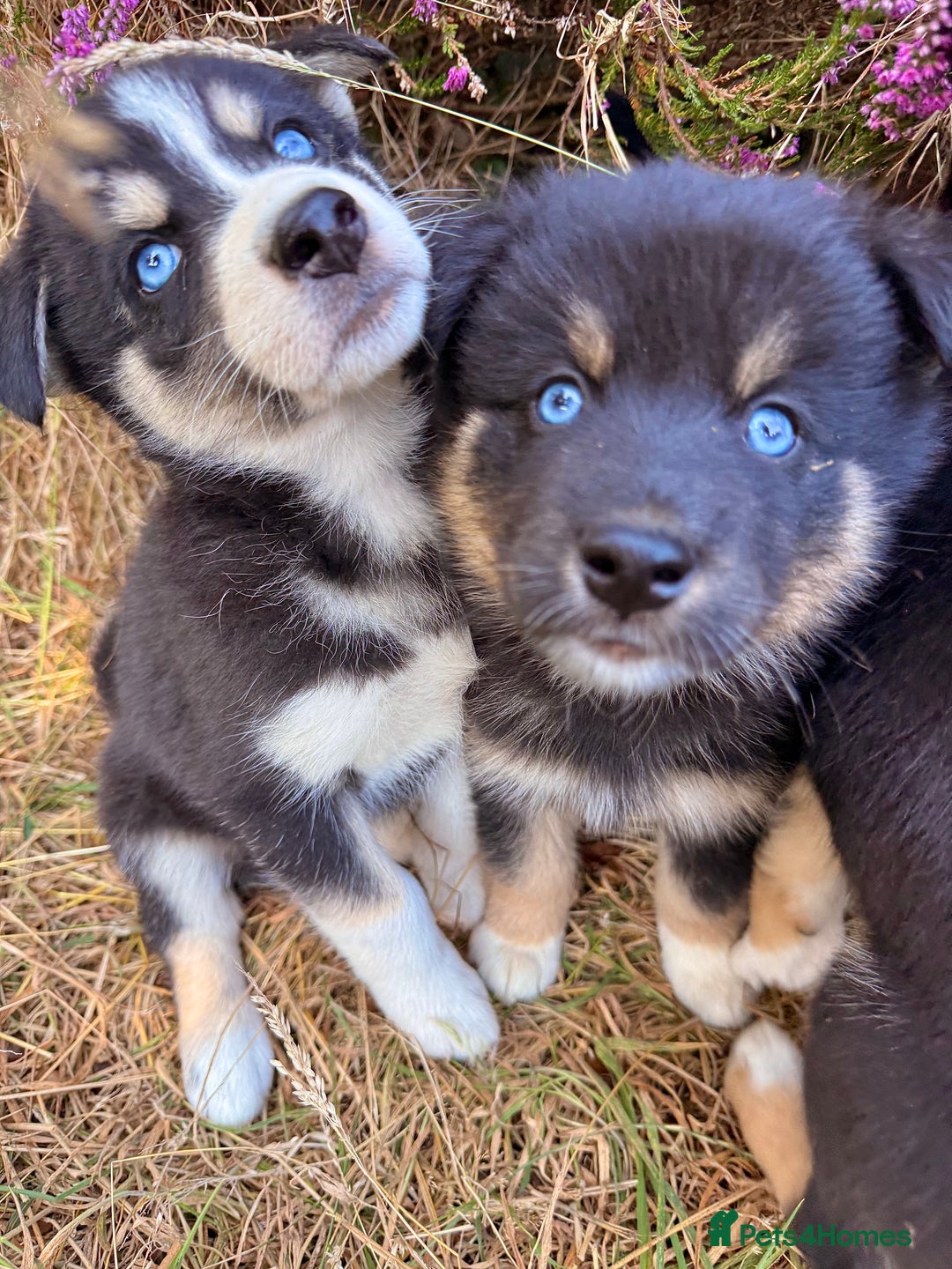 Pomsky dogs for sale: F4❗️READY 🏡 (brown/ bi eyed) REDUCED 💫  - Image 2