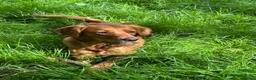 Golden Retriever dogs for sale:  Beautiful red golden retrievers 2 girls  2 boys - Advert 28