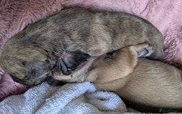 Mixed Breed dogs for sale: Frenchie x staff  - Image 6
