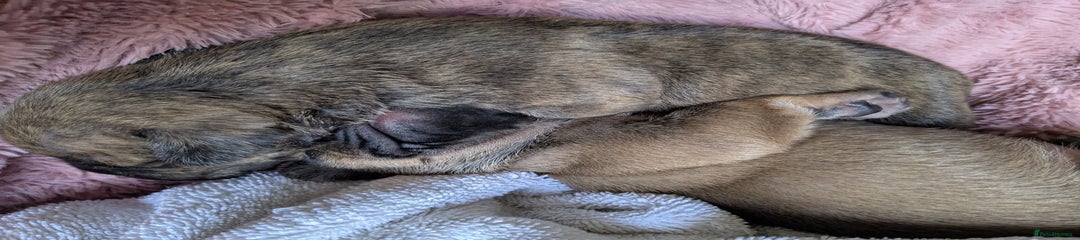 Mixed Breed Puppy 3