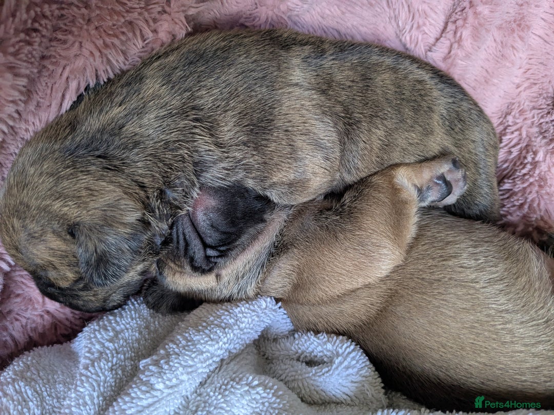 Mixed Breed dogs for sale: Frenchie x staff  - Image 6