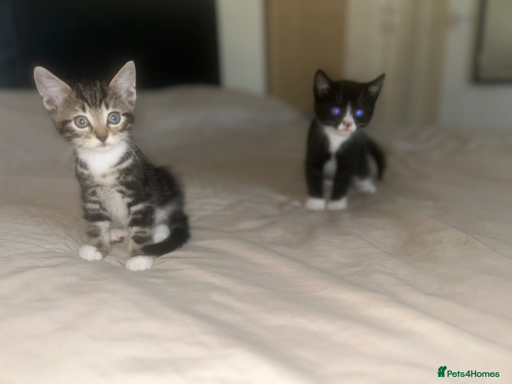 British Shorthair cats Kittens  - Advert 1