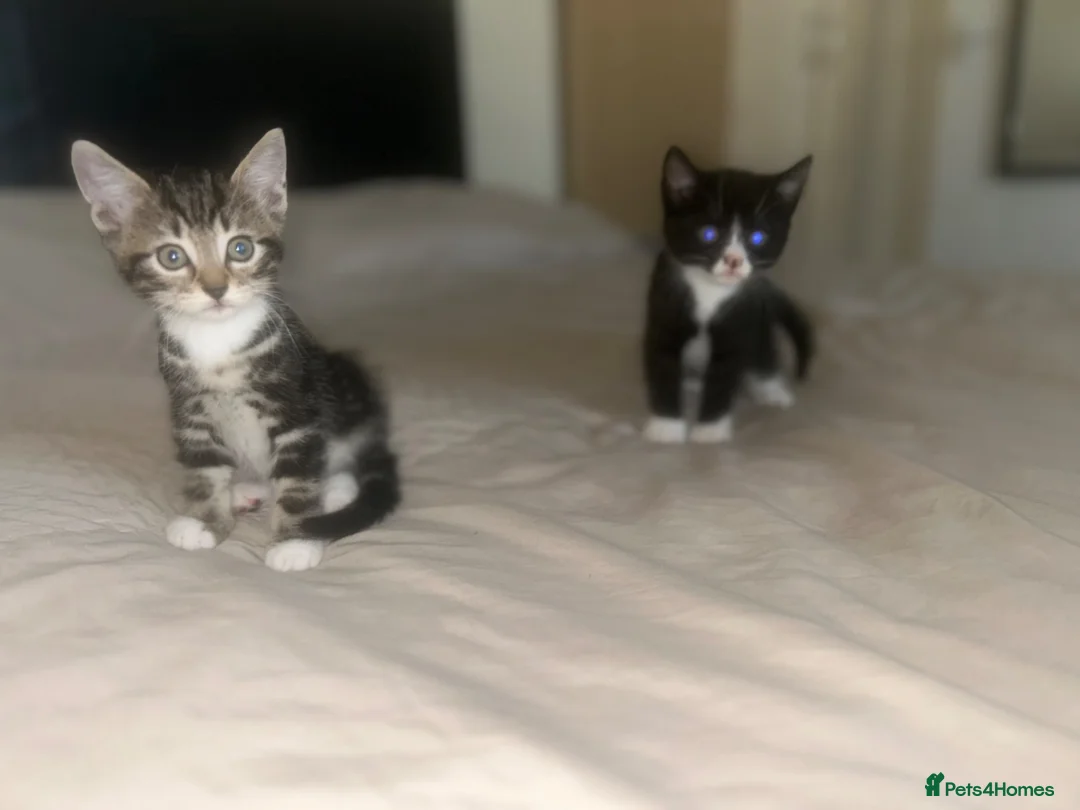British Shorthair cats for sale: Kittens  in Lanark - Advert 1