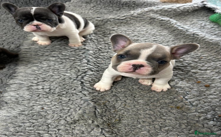 French Bulldog dogs - Advert 4