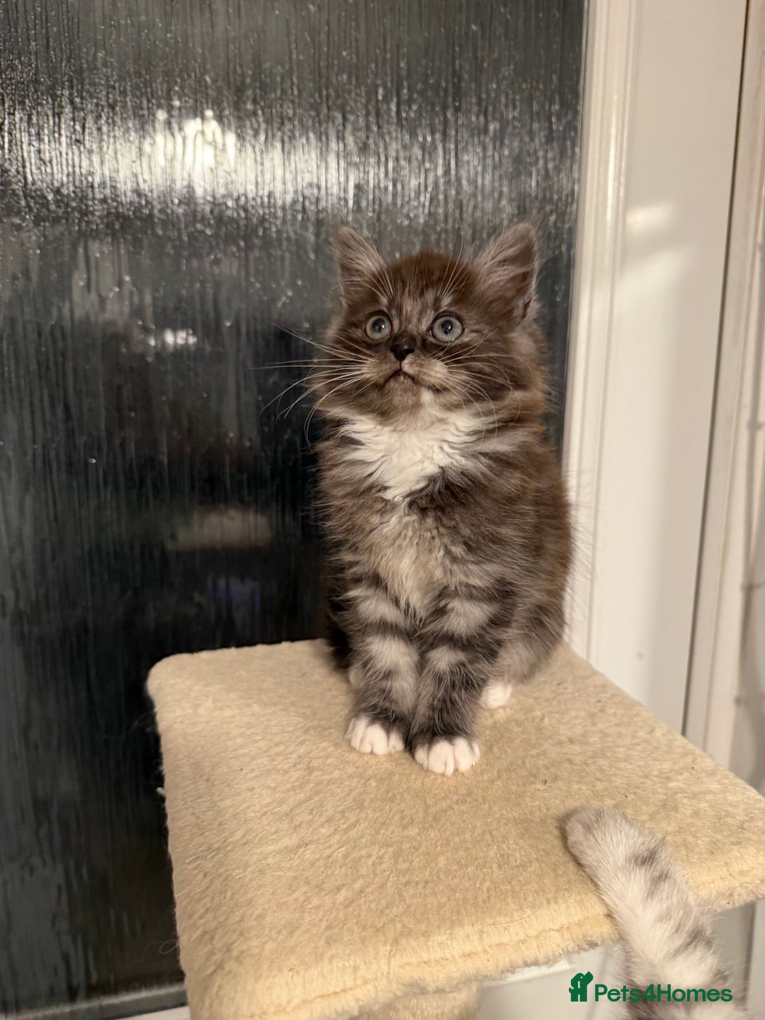 Persian cats for sale: persian x ragdoll kittiens - Advert 6