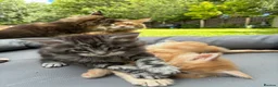Maine Coon cats for sale: Maine coon  - Advert 3