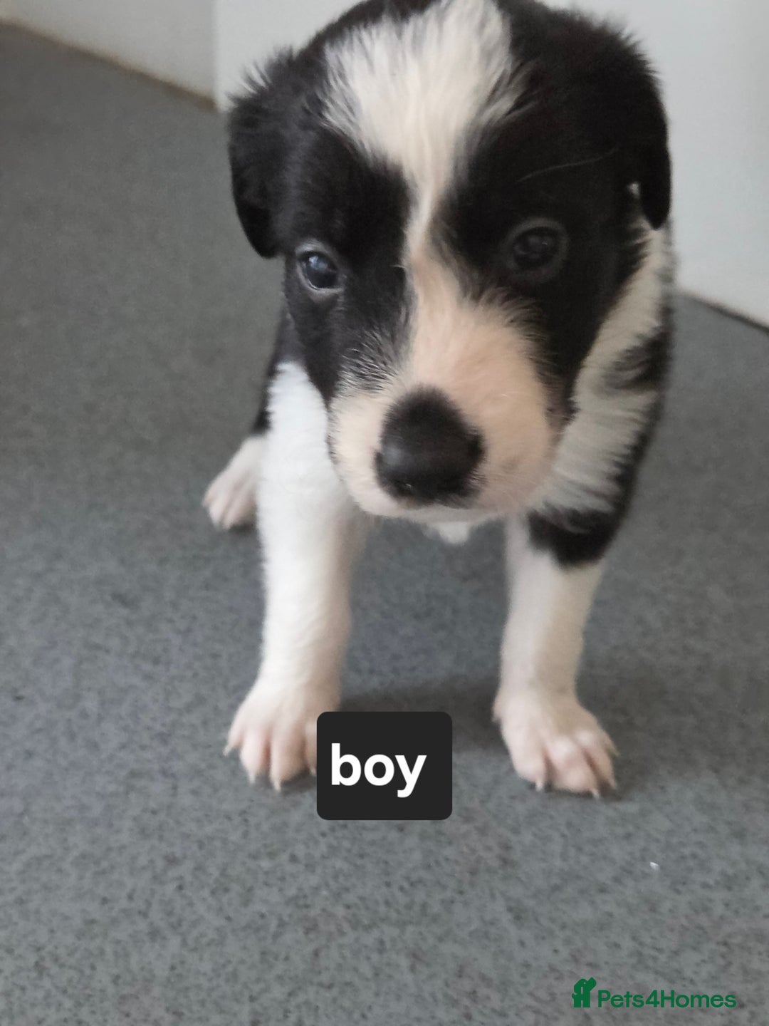Borador dogs for sale: Borador Pups ready 5th October  - Image 6