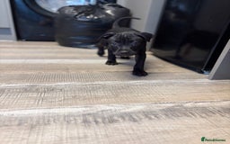 Staffordshire Bull Terrier dogs for sale: Beautiful Staffordshire bull terriers pups - Image 4