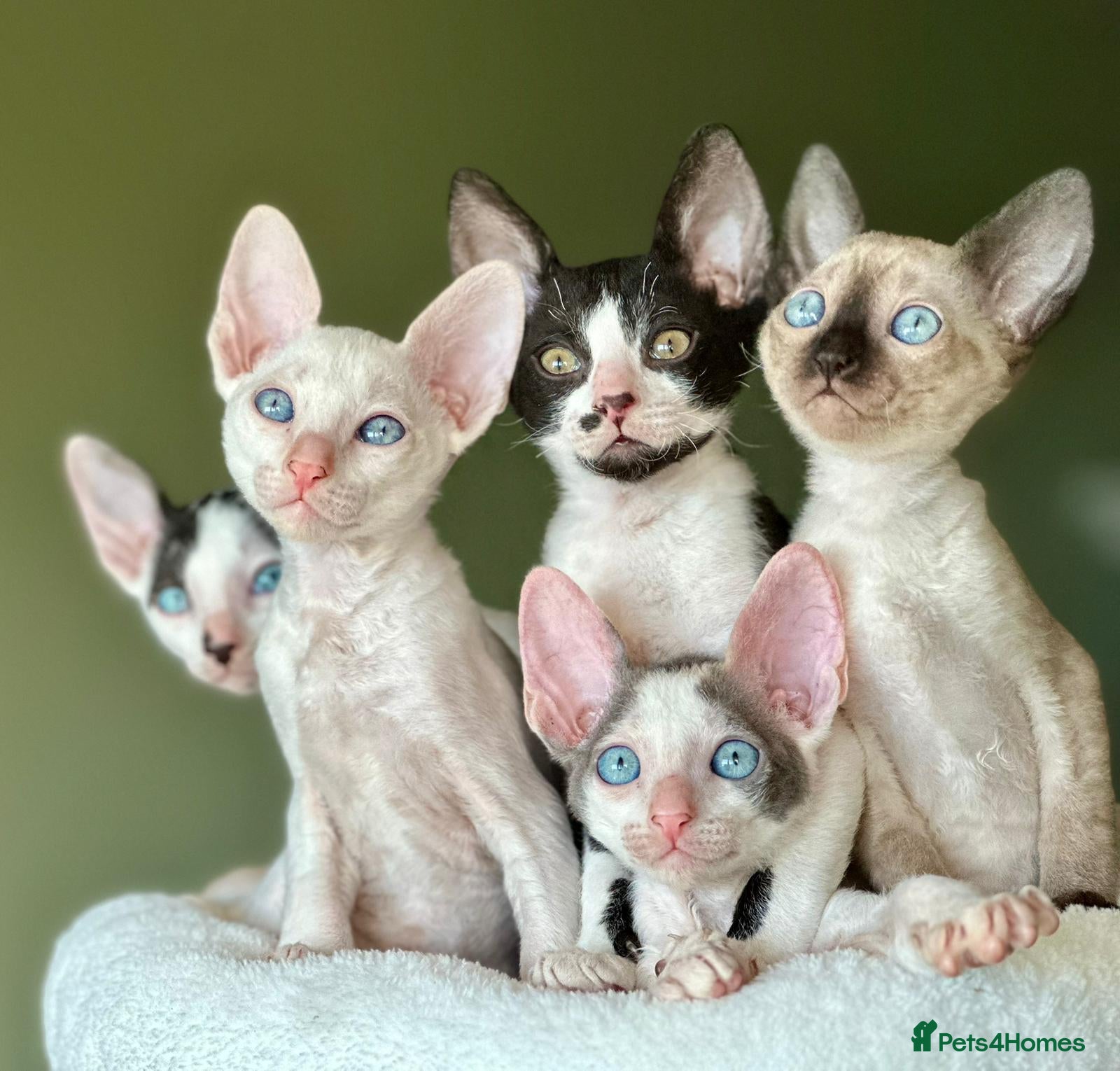 Cornish Rex cats 🐾Adorable Cornish Rex Kittens – Now Reserving🐾 - Advert 2