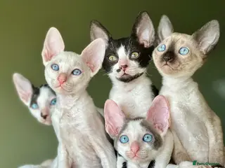 Cornish Rex cats 🐾Adorable Cornish Rex Kittens – Now Reserving🐾 - Advert 2