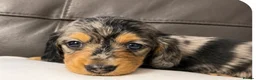 Miniature Dachshund dogs for sale: Stunning Silver Dapple Long Haired Dachshund Pups - Advert 4