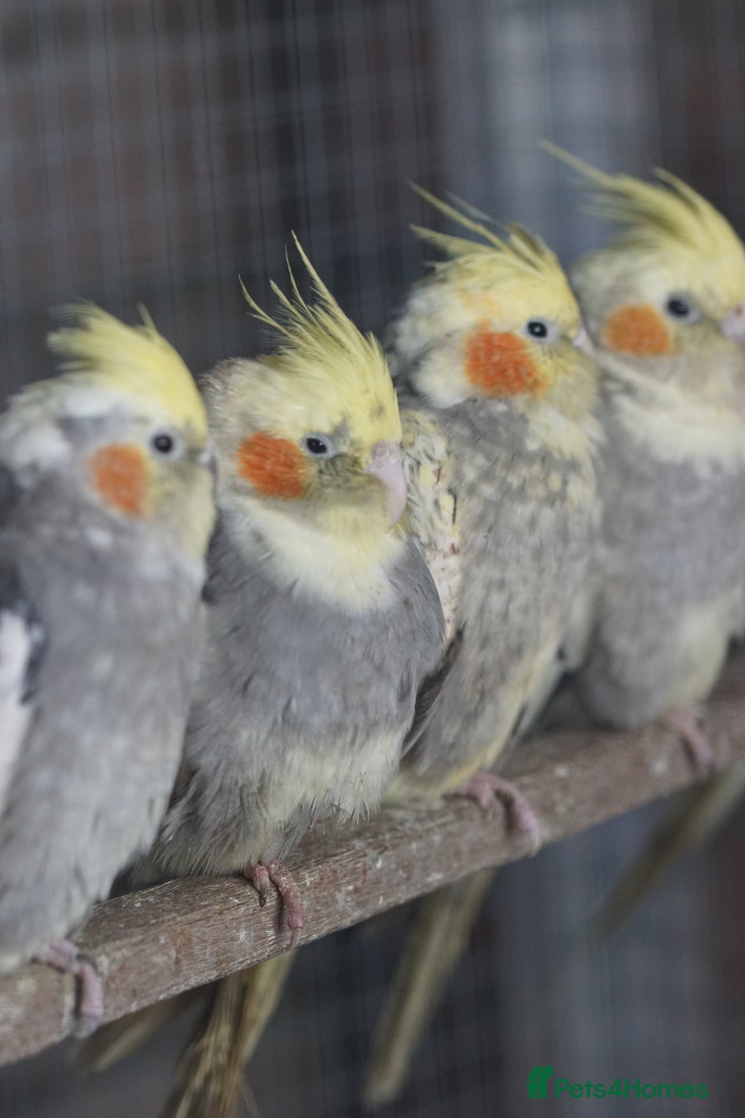 Cockatiels birds for sale: Cockatiels Mixed Genders  - Advert 11