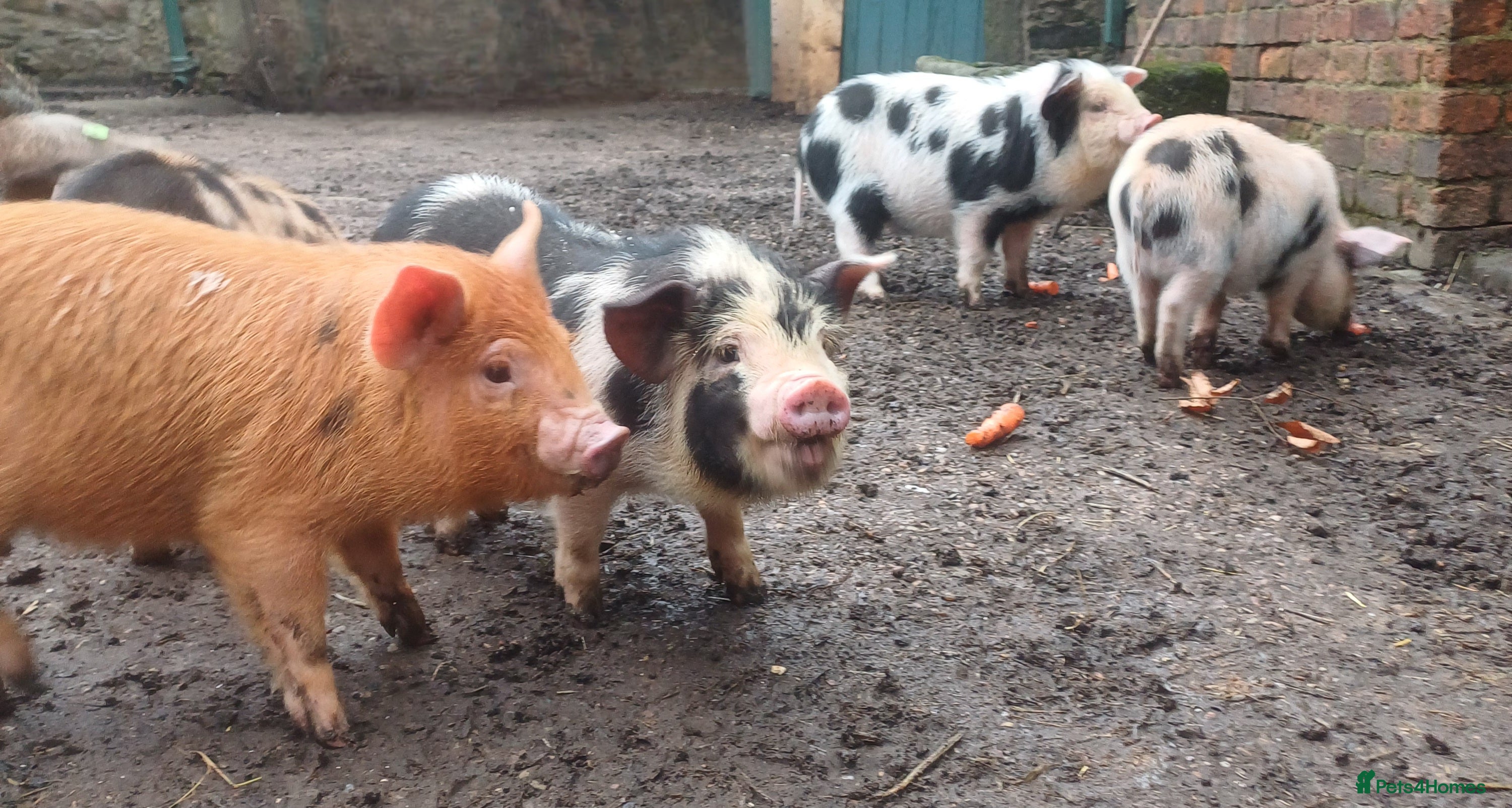 Pig livestock Kunekune x Juliana  - Advert 20