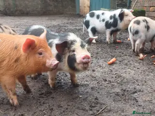 Pig livestock Kunekune x Juliana - Advert 20