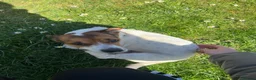 Jack Russell dogs for sale: Jack Russel Puppies  in Weymouth - Advert 7