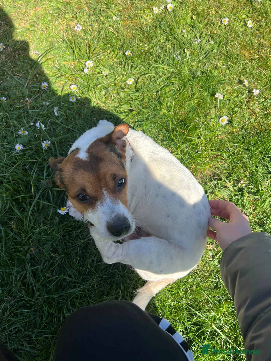 Jack Russell dogs for sale: Jack Russel Puppies  in Weymouth - Advert 7