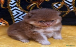 Pomeranian dogs for sale: Teddy bear poms x - Image 4