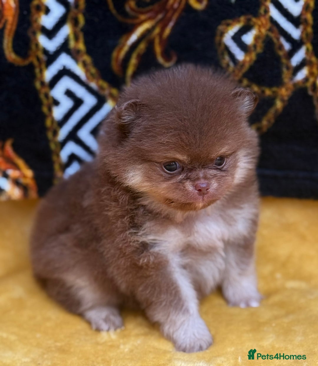 Pomeranian dogs for sale: Teddy bear poms x - Image 4