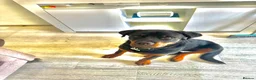 Rottweiler dogs for sale: 7 month old male rottweiler  in Wembley - Advert 1