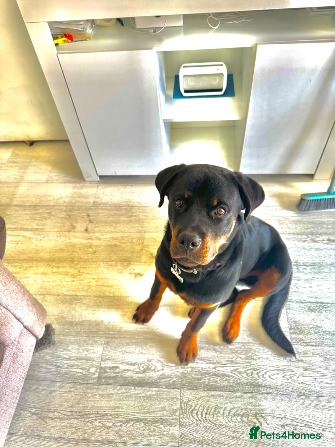 Rottweiler dogs for sale: 7 month old male rottweiler  in Wembley - Advert 1