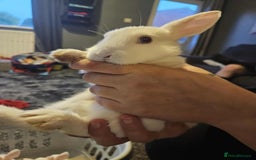 Mixed Breed rabbits for sale: Baby bunny’s - Image 9