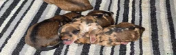Mixed Breed dogs for sale: Outstanding Shibapoos 3 left  - Advert 7