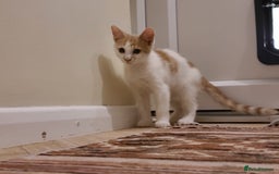 Mixed Breed cats for sale: Kittens  - Image 5