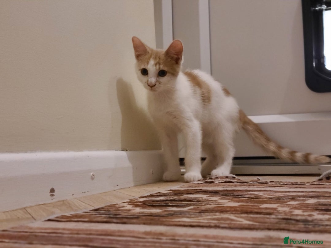 Mixed Breed cats for sale: Kittens  - Image 5