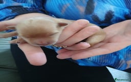 Chorkie dogs for sale:  Beautiful Chorkie pups for sale  - Image 5