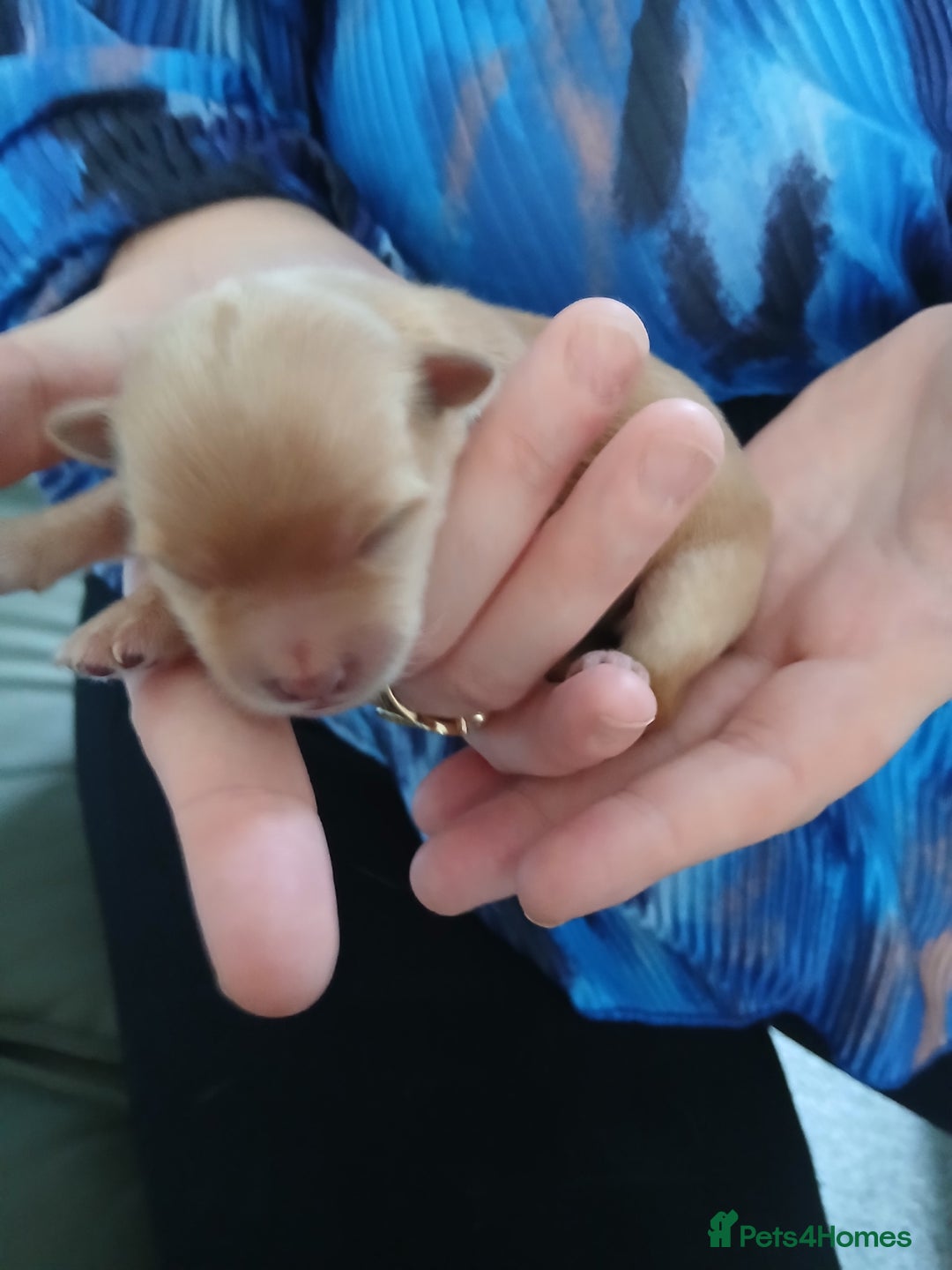 Chorkie dogs for sale:  Beautiful Chorkie pups for sale  - Image 5