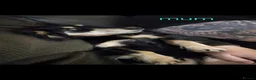 Dachshund dogs for sale: Miniature long haired dachshund puppies  - Advert 20