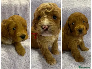 Cockapoo dogs Beautiful F1b Cockapoo Puppies - Advert 1