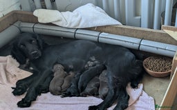 Sprocker dogs for sale: Working Sprocker puppies for sale - Image 3